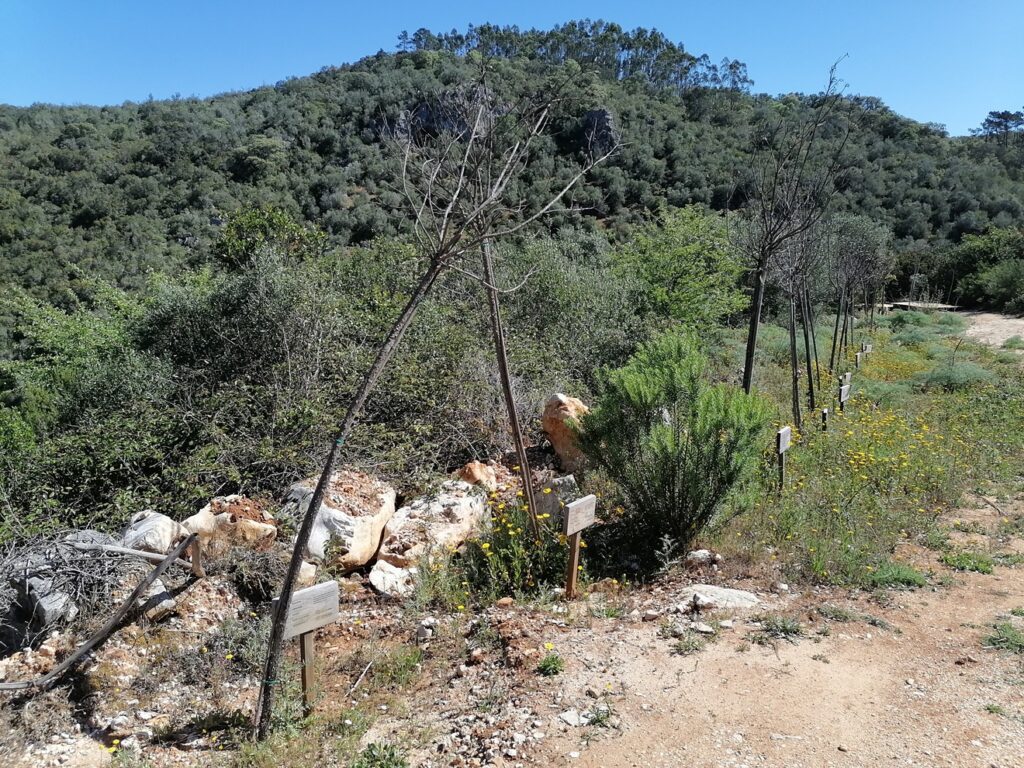 Dezenas de árvores plantadas no Agroal secaram arvores agroal IMG 20230416 111500
