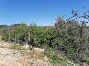 Dezenas de árvores plantadas no Agroal secaram arvores agroal IMG 20230416 111521
