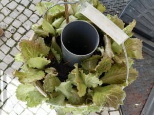 Artesão horticultor divulga como cultivar na vertical (c/ vídeo) cristiano gandra IMG 20230329 134417