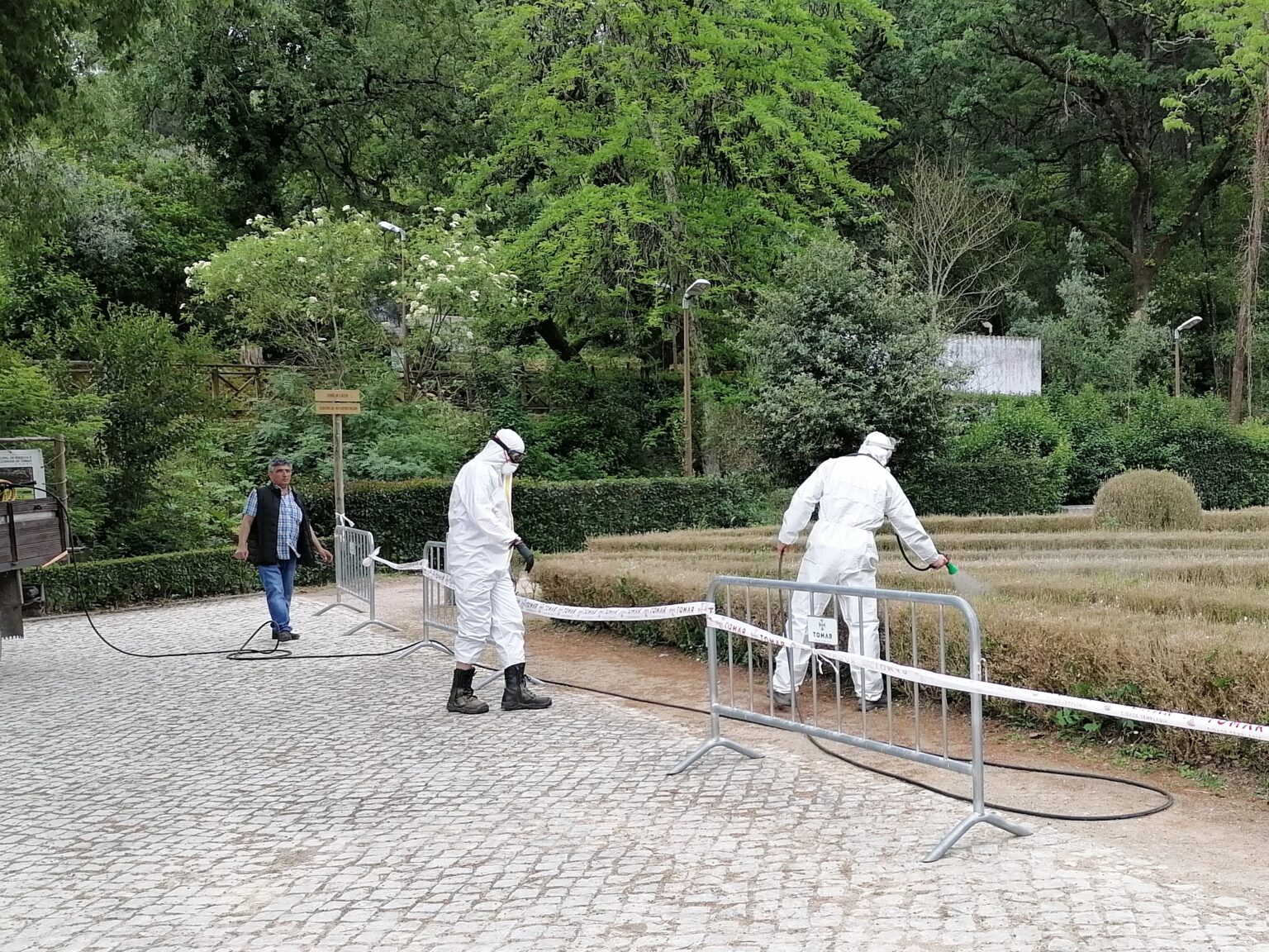 Iniciado o combate ao fungo das sebes de buxo na Mata dos Sete Montes mata IMG 20230421 102819
