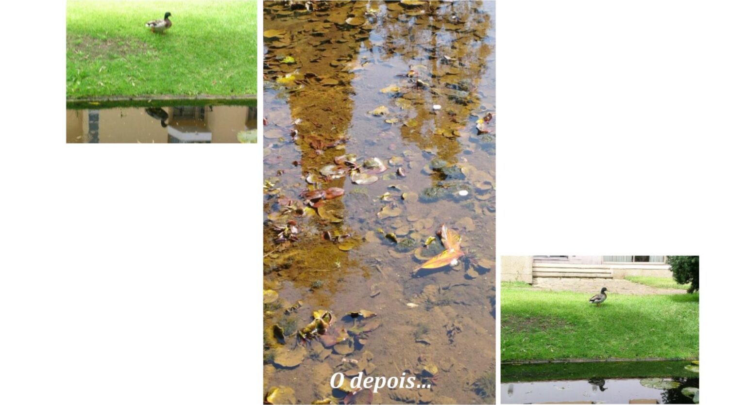 opiniao Tomar na rede IMAGENS Copia