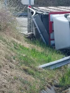 Camião carregado de porcos despista-se junto à zona industrial de Tomar acidente 3815 6009700853919895346 n
