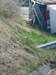 Camião carregado de porcos despista-se junto à zona industrial de Tomar acidente 977954462 9172389806632726443 n