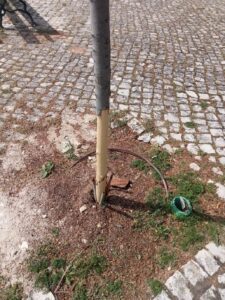 E assim se mata uma árvore arvor 192161059856 1190612404411441133 n