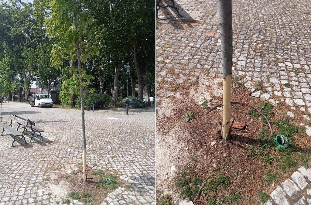 E assim se mata uma árvore arvor 67890