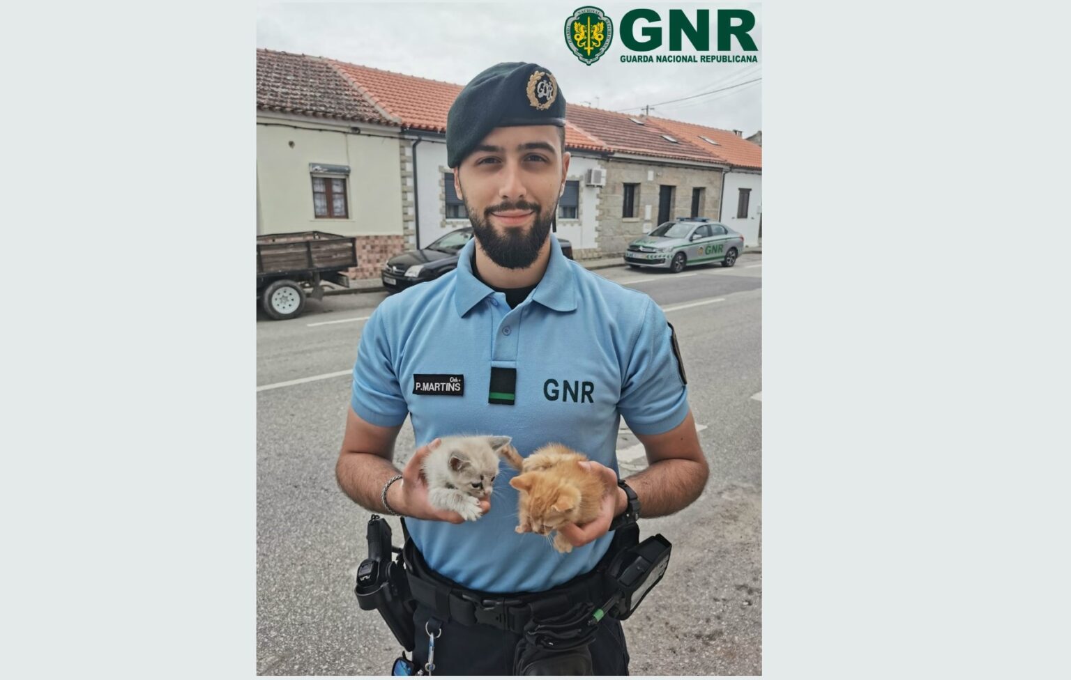 GNR anuncia recolha de dois gatinhos gatos 00413 6003961921883121776 n