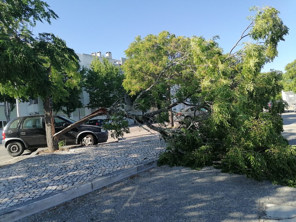 Ramo de árvore caiu no parque de estacionamento arvore IMG 20230731 175058