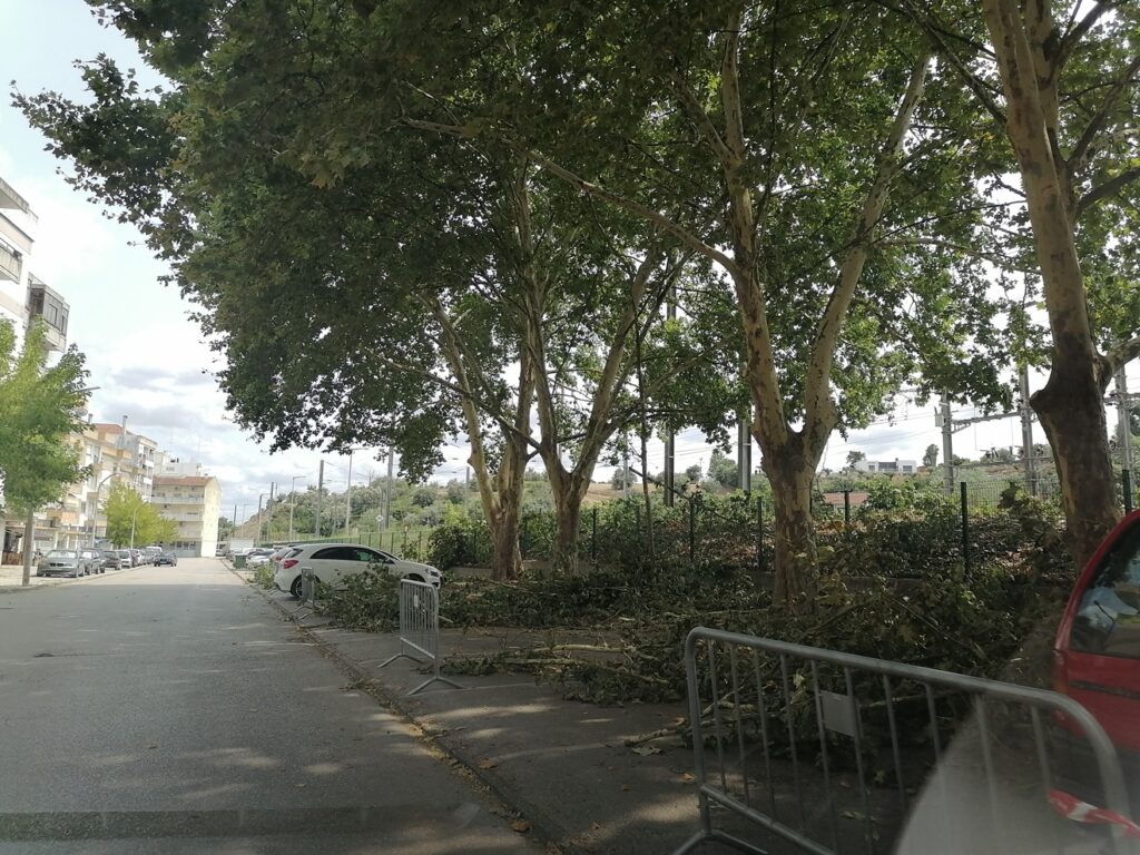 Câmara não cumpre edital poda IMG 20230721 152807