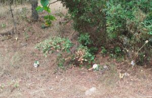 Desrespeito Histórico e Ambiental: A Inaceitável Lixeira a Céu Aberto no Complexo dos Templários 10