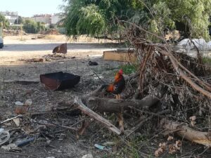 Demoliram barracas mas animais ficaram abandonados no Flecheiro (c/ vídeo) Flecheiro IMG 20230806 091824