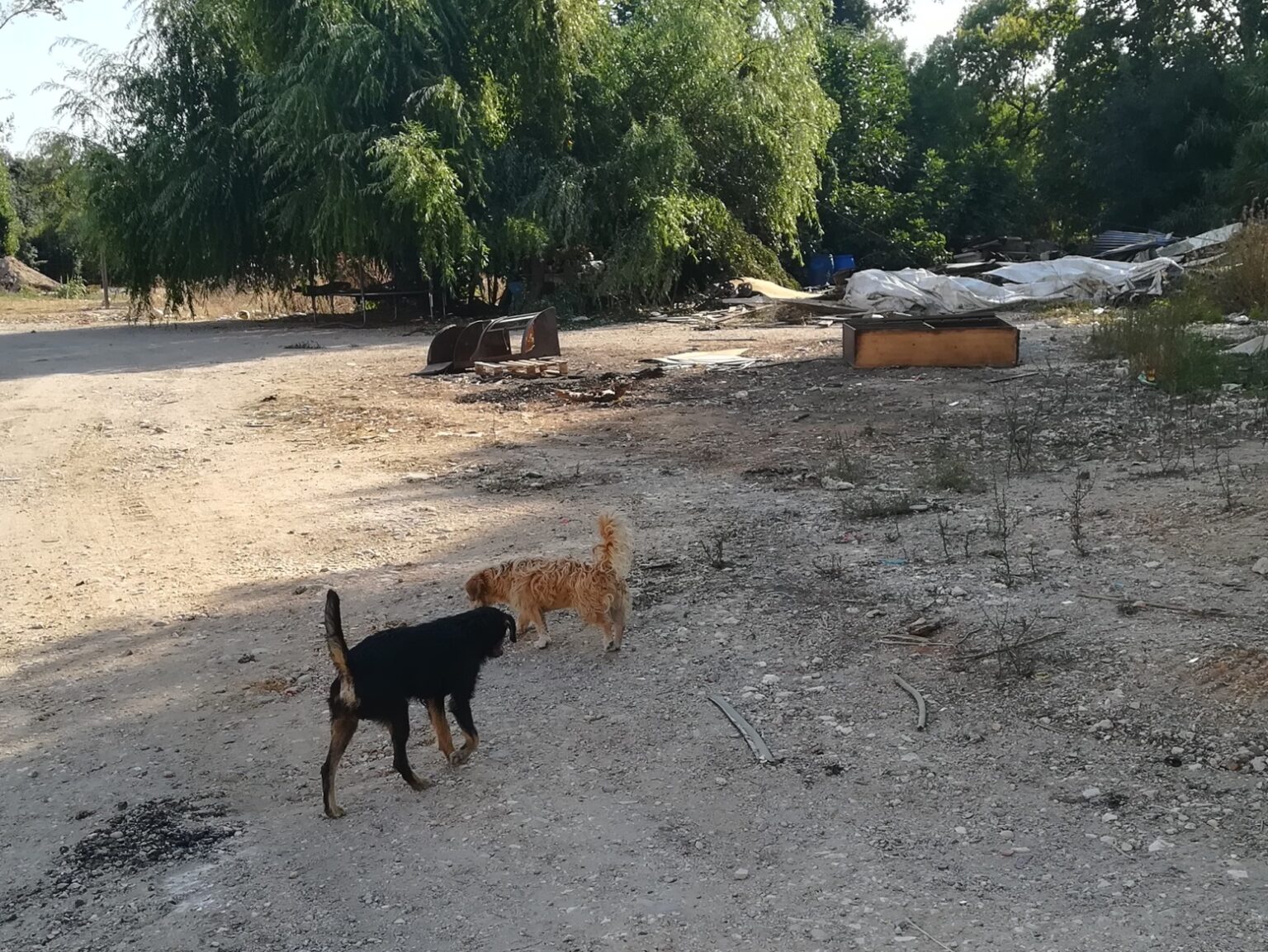 Demoliram barracas mas animais ficaram abandonados no Flecheiro (c/ vídeo) Flecheiro IMG 20230806 091849
