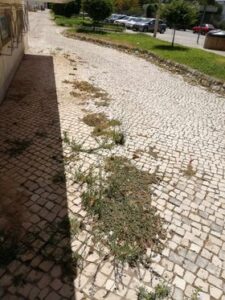 Rua Diogo de Arruda em “estado deplorável” ervas 438299900 97214429557868025 n