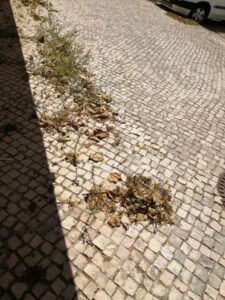 Rua Diogo de Arruda em “estado deplorável” ervas 54595593485 2636907125043165816 n