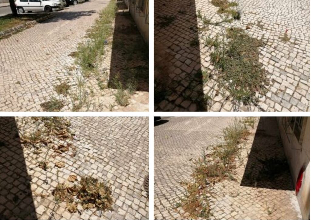 Rua Diogo de Arruda em “estado deplorável” ervas 6789
