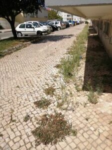 Rua Diogo de Arruda em “estado deplorável” ervas 686581 2413375164546895859 n