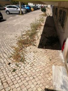 Rua Diogo de Arruda em “estado deplorável” ervas 9906442569313 6249843113776861432 n