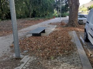 folhas IMG 20230827 092033