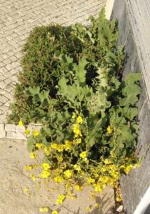 Moradores do Flecheiro descontentes com negligência da câmara ervas 1015724763186856 2265519363137753250 n