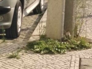 Moradores do Flecheiro descontentes com negligência da câmara ervas 50367611466172 7480845063074360238 n