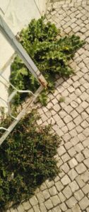 Moradores do Flecheiro descontentes com negligência da câmara ervas 6696645533941 7798013465003018848 n