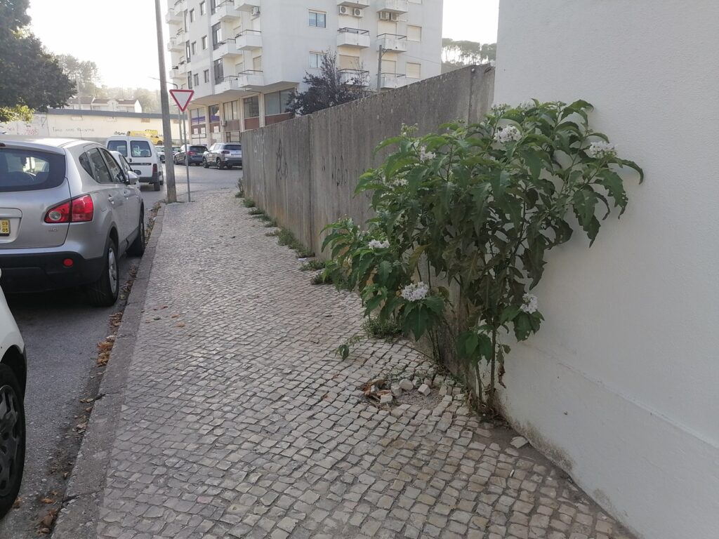 ervas IMG 20231002 175450