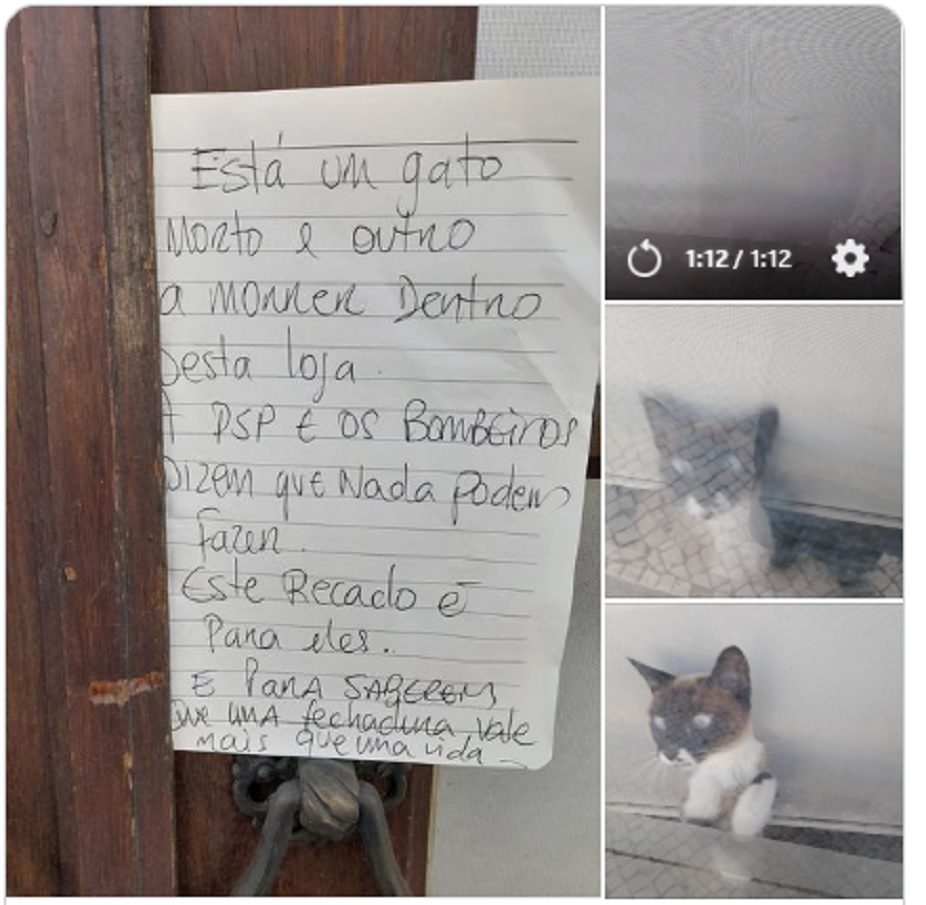 Gatos resgatados do interior de uma loja fechada em Tomar gatos