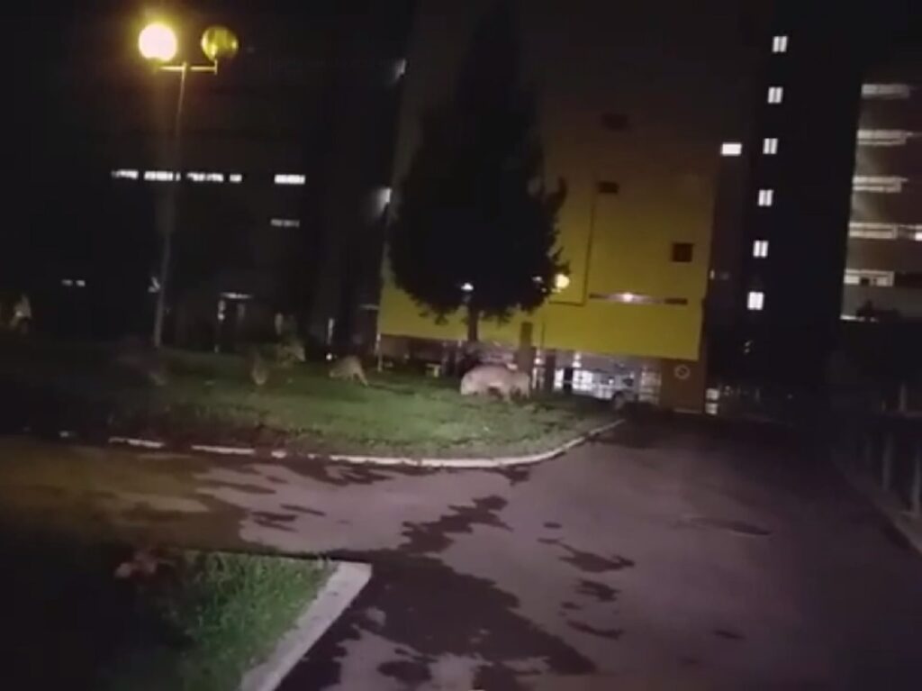 Cada vez mais javalis em plena cidade de Abrantes (c/ vídeo) javalis 789