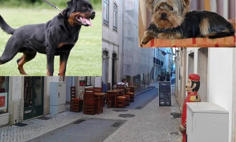 Dono de cadela Rottweiler condenado em tribunal rua silva magalhaes IMG 20200725 192608 Copia 780x470 1