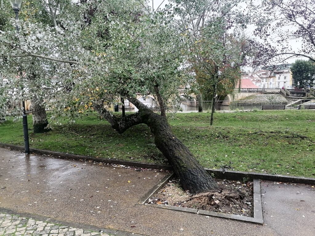 arvore IMG 20231029 090029