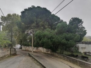 Árvores em perigo na antiga fábrica de fiação de Tomar arvore fiacao IMG 20231029 083516
