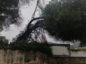 Árvores em perigo na antiga fábrica de fiação de Tomar arvore fiacao IMG 20231029 083530