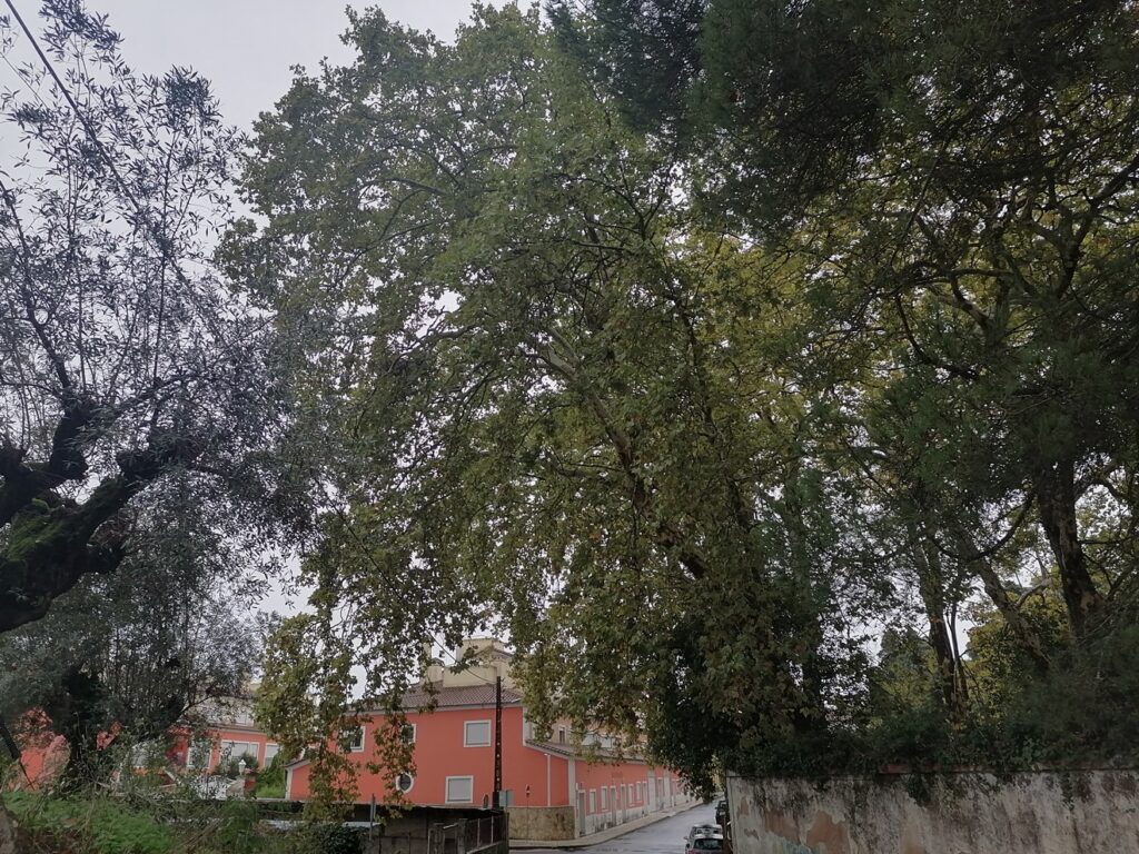 Árvores em perigo na antiga fábrica de fiação de Tomar arvore fiacao IMG 20231029 083534