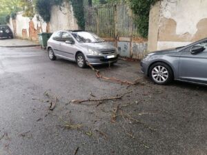 Árvores em perigo na antiga fábrica de fiação de Tomar arvore fiacao IMG 20231029 083553 1