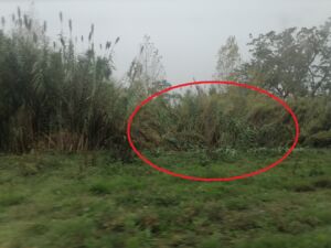 Dois despistes na manhã desta terça feira provocam cinco feridos despiste IMG 20231128 101825 1