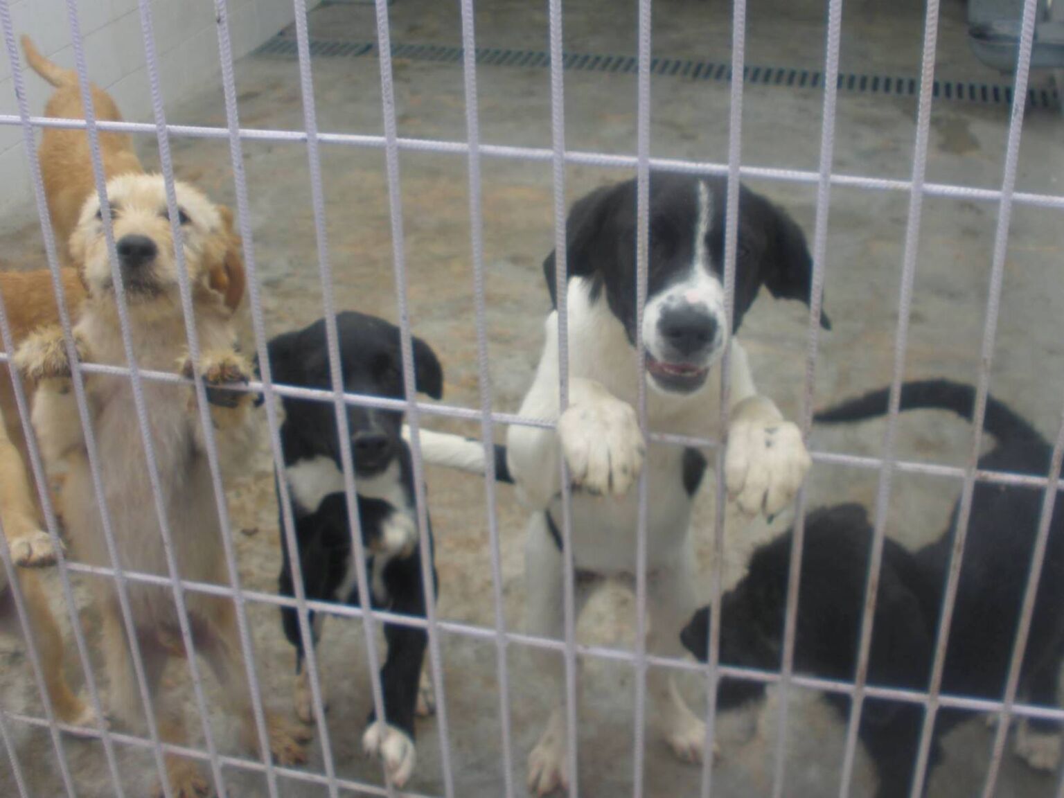 Nasceu uma nova Associação Protetora dos Animais em Tomar animais caes canil 9158923 7391519149725135819 o