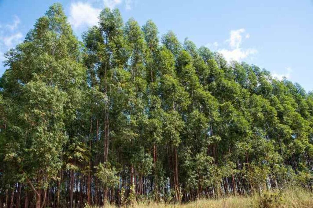 Câmara aprova quase 40 hectares de eucaliptos eucaliptos