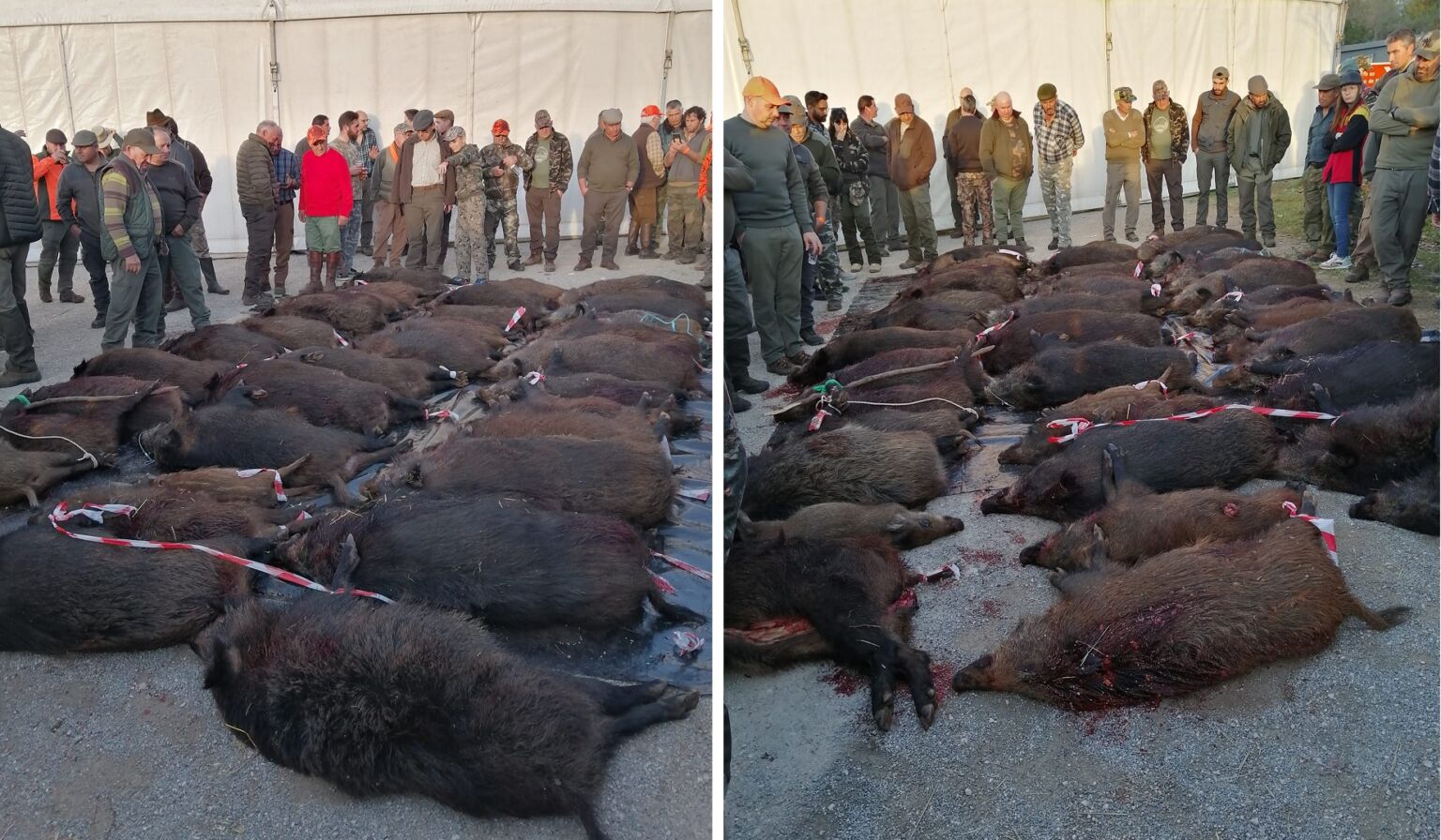 Caçadores abatem 47 javalis em Alvaiázere javalis