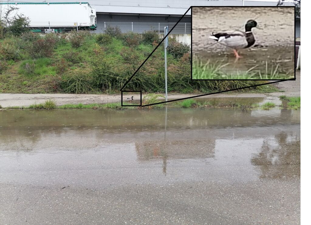 Uma “piscina” com pato na zona industrial de Tomar piscina zona industrial IMG 20240302 114042