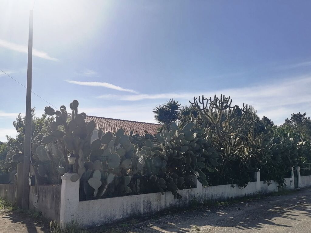 Alta segurança Catos coito IMG 20240417 101852
