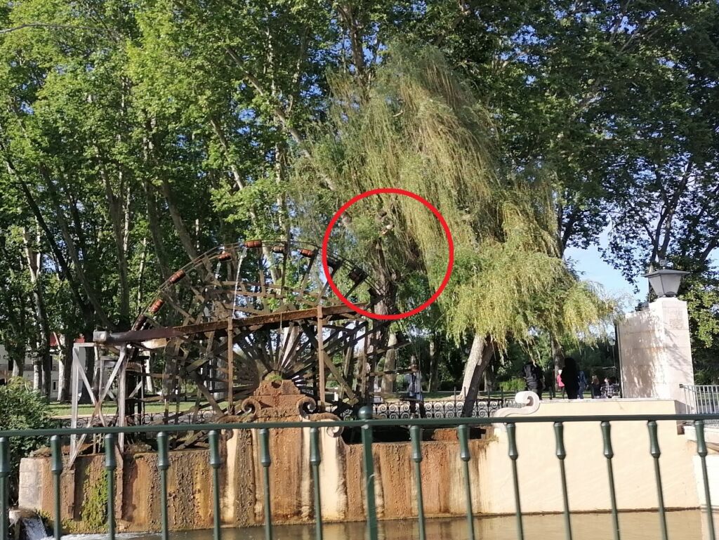 Ramo de árvore está a empeçar na roda do Mouchão (c/ vídeo) IMG 20240429 182503
