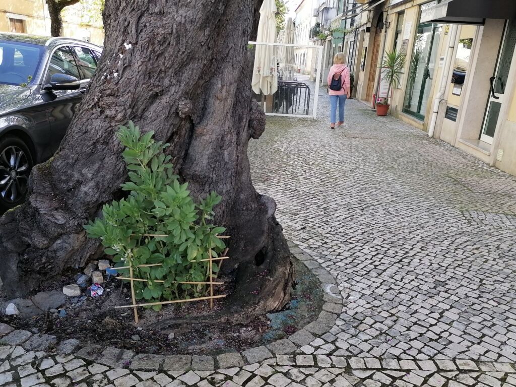 Temos favas a crescer na rua dos Arcos favas IMG 20240411 100152