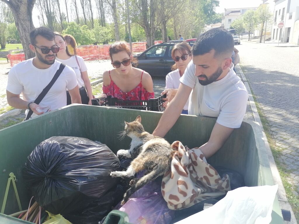 Cidadãos recolhem gato ferido e abandonado em caixote do lixo gato IMG 20240413 161654