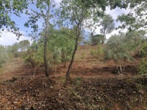 Limpeza de terrenos na Mata dos Sete Montes. As explicações oficiais mata IMG 20240407 100222