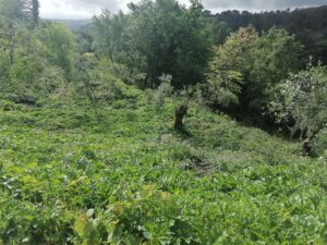 Limpeza de terrenos na Mata dos Sete Montes. As explicações oficiais mata IMG 20240407 100355