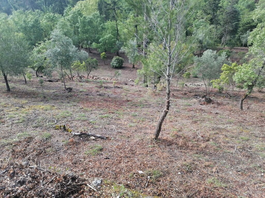 Limpeza de terrenos na Mata dos Sete Montes. As explicações oficiais mata IMG 20240407 100553