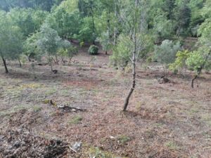 Limpeza de terrenos na Mata dos Sete Montes. As explicações oficiais mata IMG 20240407 100553
