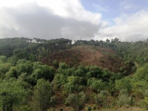 Limpeza de terrenos na Mata dos Sete Montes. As explicações oficiais mata IMG 20240407 100728