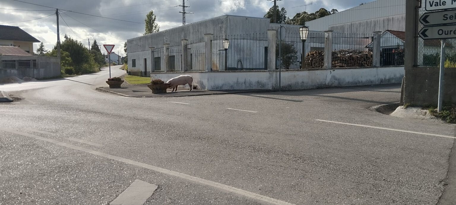Porco à solta em Monchite (Sabacheira) porco 87326814669 6477263280478210838 n