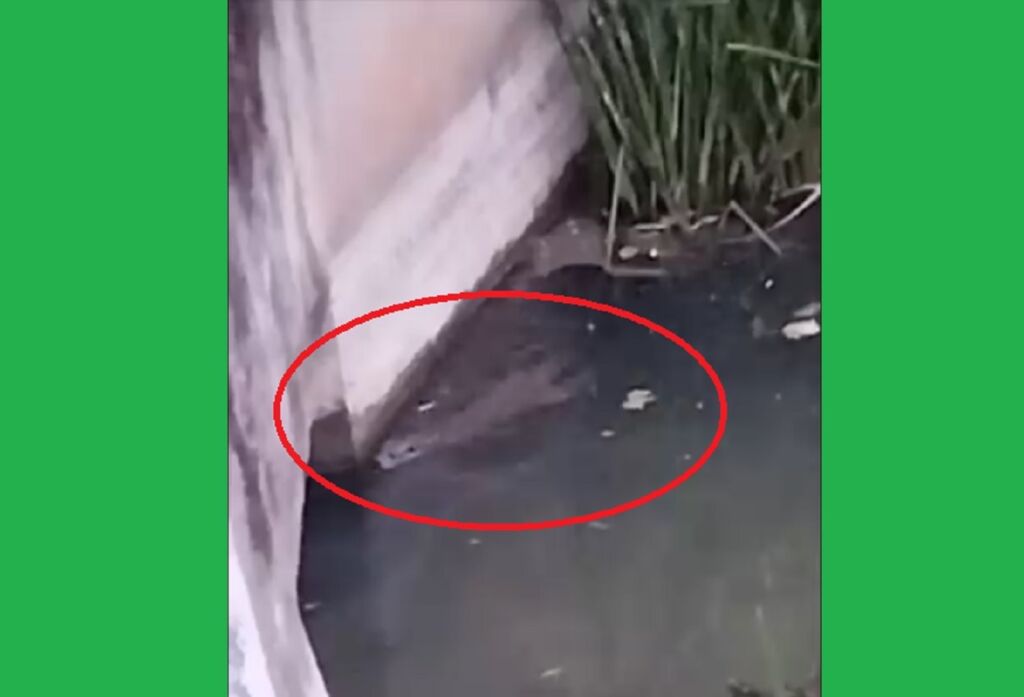 Lontra filmada no rio Nabão lontra 56789