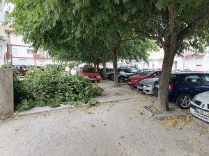 Ramo de árvore cai e atinge dois carros IMG 20240725 101116